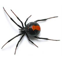 Redback